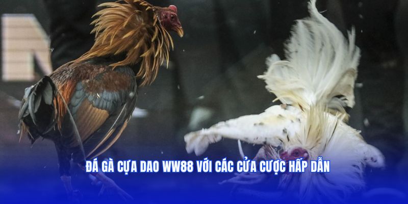 Đá gà cựa dao WW88 với các cửa cược hấp dẫn