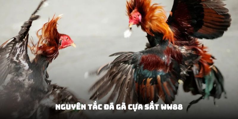 Thời gian quy định mỗi trận đấu