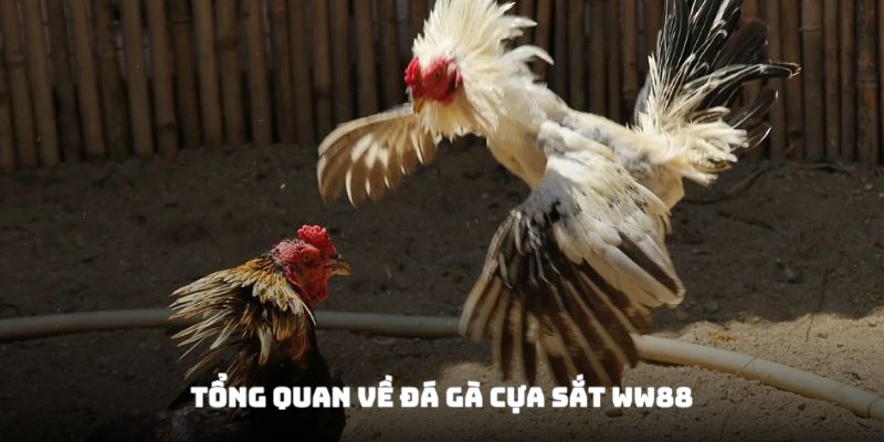 Giới thiệu chung về đá gà cựa sắt WW88