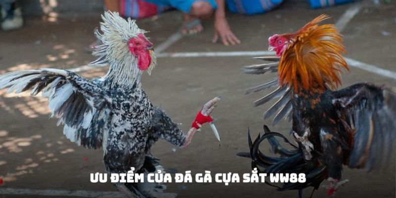 Ưu điểm khi tham gia đá gà cựa sắt WW 88